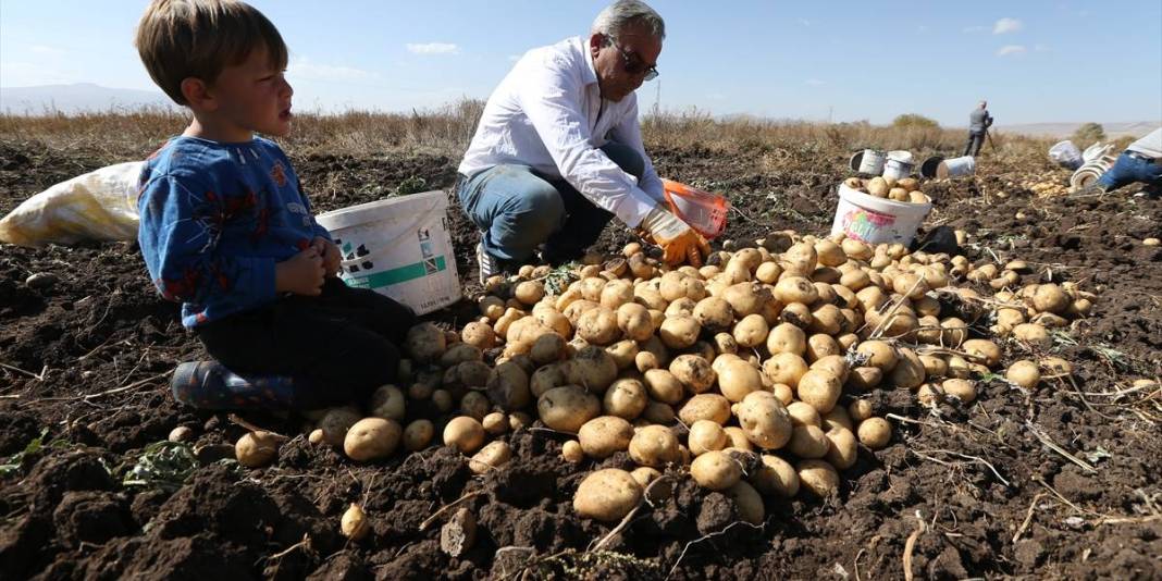 Kış erkenden geldi havalar soğudu! Toprak donmadan hasat telaşı başladı: El birliğiyle toplanıyor 3